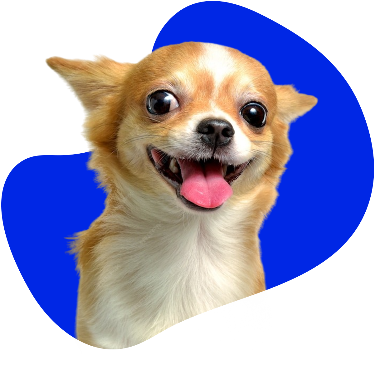 Mascotas